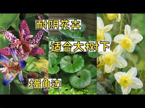 適合陰暗的植物|打造綠意盎然的室內指南：7 種耐陰室內植物 